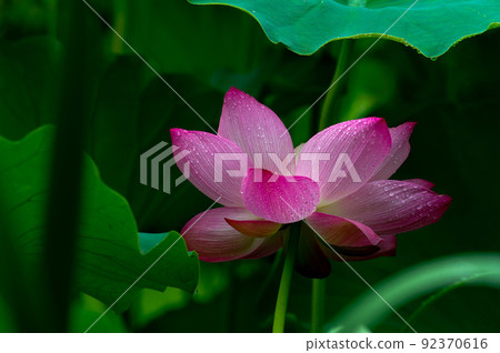 Guren after the rain 92370616