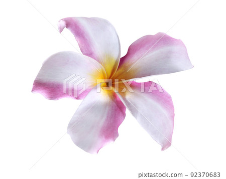 Beautiful orchid on white background Beautiful orchid on white background 92370683