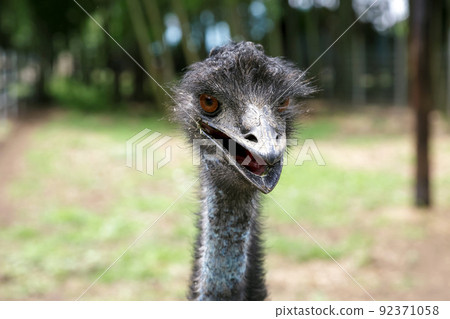 Casuariidae 鴯鶓的臉【略帶威脅的臉】 Casuariidae 鴯鶓的臉【略帶威脅的臉】 92371058