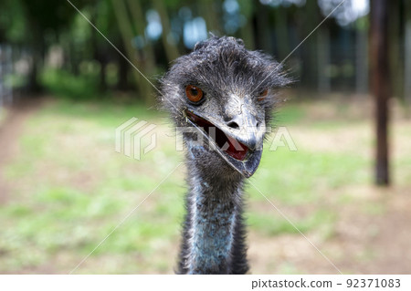 Casuariidae 鴯鶓的臉【略帶威脅的臉】 Casuariidae 鴯鶓的臉【略帶威脅的臉】 92371083