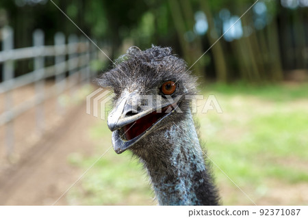 Casuariidae Emu's face [happy face] 92371087