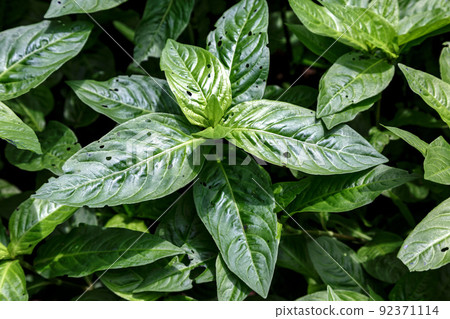 Eye leaves that scratch the leaves and become an indigo dye 92371114
