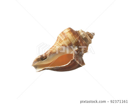 Empty seashell isolated on white background 92371161