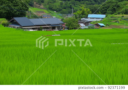 Summer rural scenery, quiet village scenery, rice terraces in Tomioka Summer rural scenery, quiet village scenery, rice terraces in Tomioka 92371199