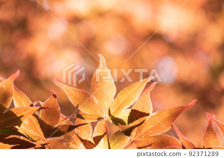 Autumn maple leaves and copy space 92371289
