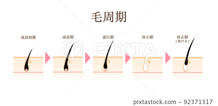 Illustration of a simple hair cycle Illustration of a simple hair cycle 92371317