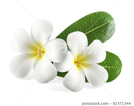 Frangipani flowers with leaves isolated on white 92371344
