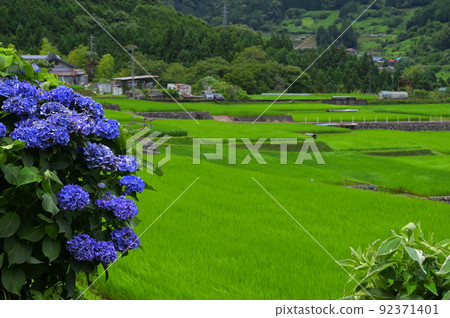 富岡的繡球花和水稻梯田 92371401