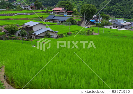 Summer original scenery, terraced rice fields, Tomioka rice terraces 92371950