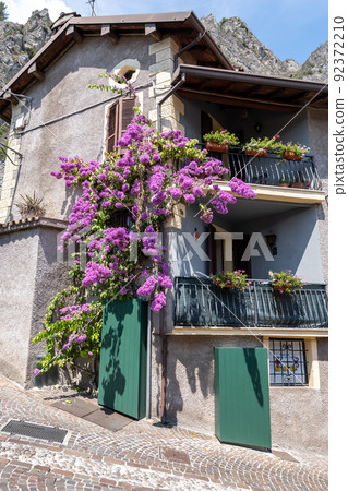 Bougainvillea in Limone sul Garda 92372210