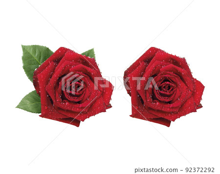 red rose isolated on white background 92372292