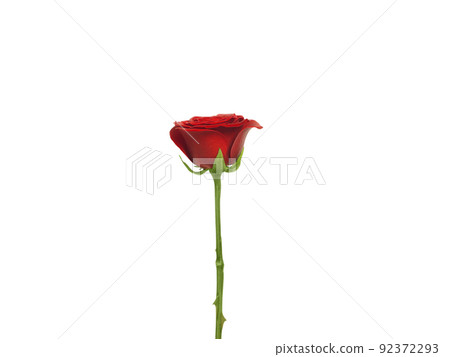 Red roses and rose petals on white background,Valentines day concept Red roses and rose petals on white background,Valentines day concept 92372293