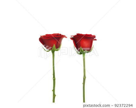 Red roses and rose petals on white background,Valentines day concept Red roses and rose petals on white background,Valentines day concept 92372294