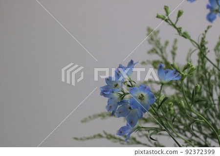 Delphinium and solid octopus flowers (with copy space) 92372399