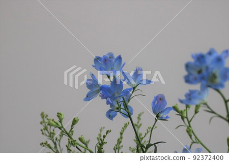 Delphinium and solid octopus flowers (with copy space) 92372400