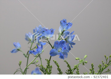 Delphinium and solid octopus flowers (with copy space) 92372401