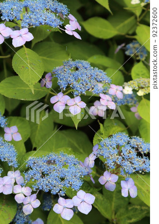 埼玉縣薩特市的權門堂是著名的繡球花勝地 92372600