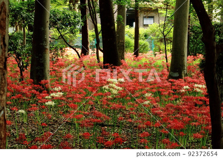 Higanbana Mandara Shaka 92372654