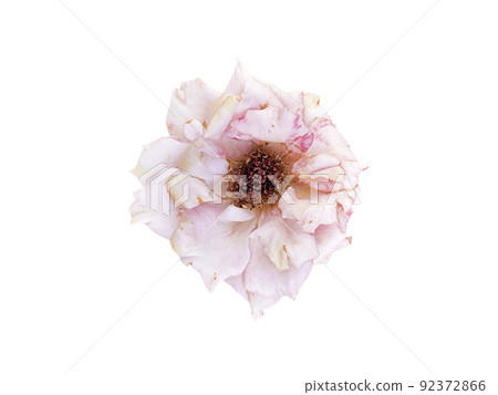 slightly withered roses isolated on white background slightly withered roses isolated on white background 92372866