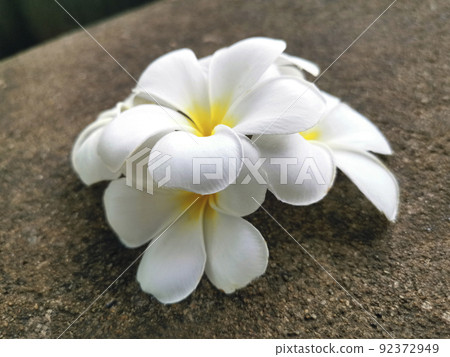 White frangipani flower falling on the cement floor White frangipani flower falling on the cement floor 92372949