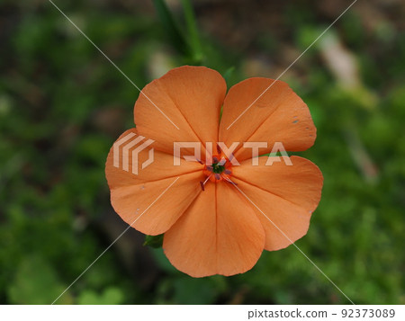 橙色 Silene miqueliana 橙色 Silene miqueliana 92373089