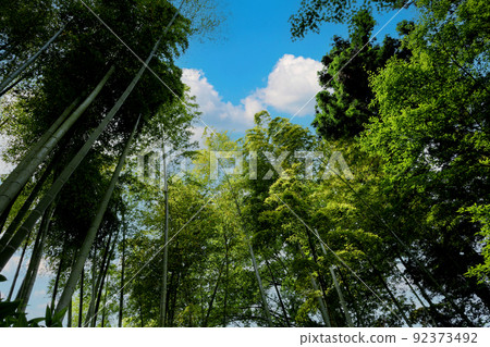 Bamboo forest and blue sky in summer Bamboo forest and blue sky in summer 92373492