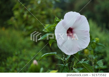 川內長野市寺池公園_清晨的大白花 92373582