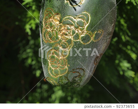 Crawl in a field damaged by pests 92373655