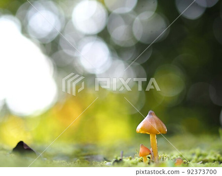 Ecological photograph of Witch's hat Ecological photograph of Witch's hat 92373700