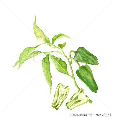 Set of field peppers and cross-sections of peppers [Hand-painted watercolor] White background Transparent background Copy space 92374071