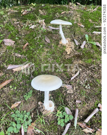Two mushrooms that grow naturally along the sidewalk Two mushrooms that grow naturally along the sidewalk 92374388