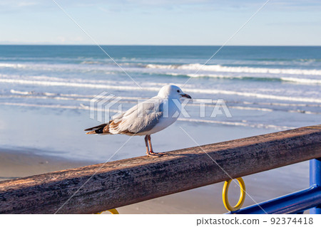 海鷗在新西蘭 92374418