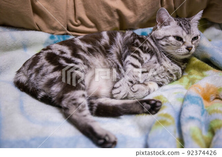 Top ranking cats you want to keep American Shorthair Top ranking cats you want to keep American Shorthair 92374426