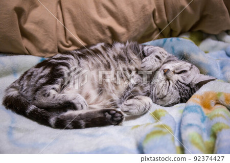 Top ranking cats you want to keep American Shorthair Top ranking cats you want to keep American Shorthair 92374427