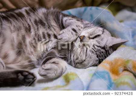 Top ranking cats you want to keep American Shorthair Top ranking cats you want to keep American Shorthair 92374428