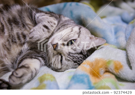 Top ranking cats you want to keep American Shorthair 92374429