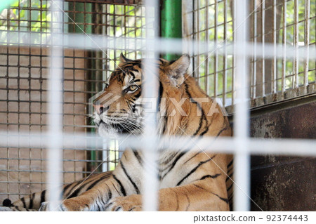 Tiger in cage Tiger in cage 92374443