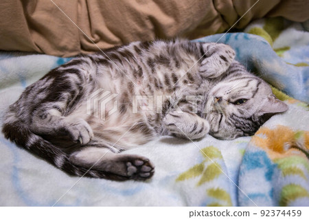 你想養的排名靠前的貓 美國短毛貓 你想養的排名靠前的貓 美國短毛貓 92374459