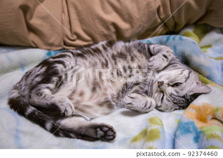 你想養的排名靠前的貓 美國短毛貓 你想養的排名靠前的貓 美國短毛貓 92374460