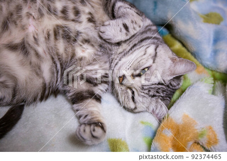 你想養的排名靠前的貓 美國短毛貓 你想養的排名靠前的貓 美國短毛貓 92374465