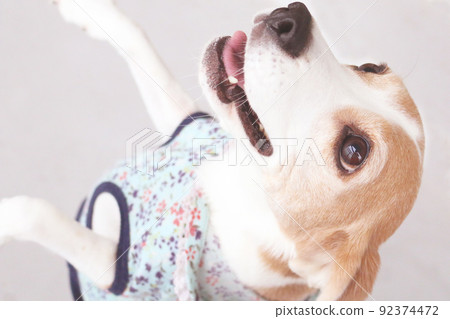 Beagle dog expecting a snack 92374472