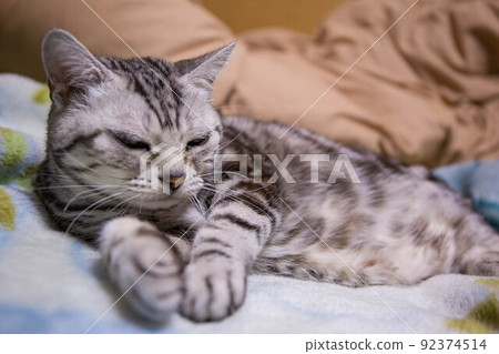 你想養的排名靠前的貓 美國短毛貓 你想養的排名靠前的貓 美國短毛貓 92374514