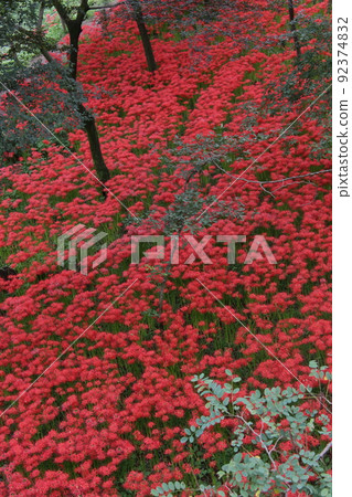 紅色集群孤挺花人群 紅色集群孤挺花人群 92374832