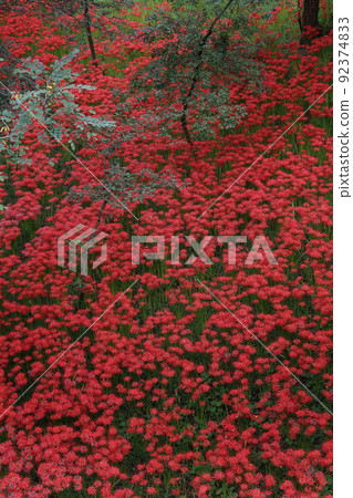 紅色集群孤挺花人群 92374833
