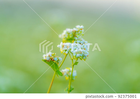[Autumn material] Soba flowers bathing in the morning sun [Nagano Prefecture] 92375001