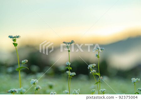 [Autumn material] Soba flowers bathing in the morning sun [Nagano Prefecture] 92375004