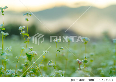 [Autumn material] Soba flowers bathing in the morning sun [Nagano Prefecture] 92375005