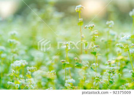 [秋季材料]沐浴在早晨陽光下的蕎麥花[長野縣] 92375009