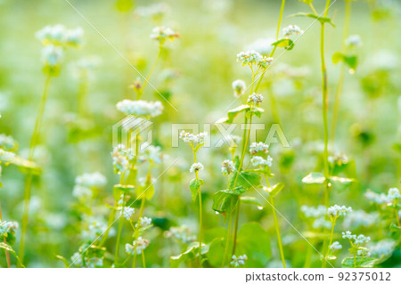 [Autumn material] Soba flowers bathing in the morning sun [Nagano Prefecture] 92375012