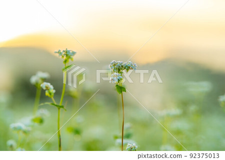 [Autumn material] Soba flowers bathing in the morning sun [Nagano Prefecture] 92375013